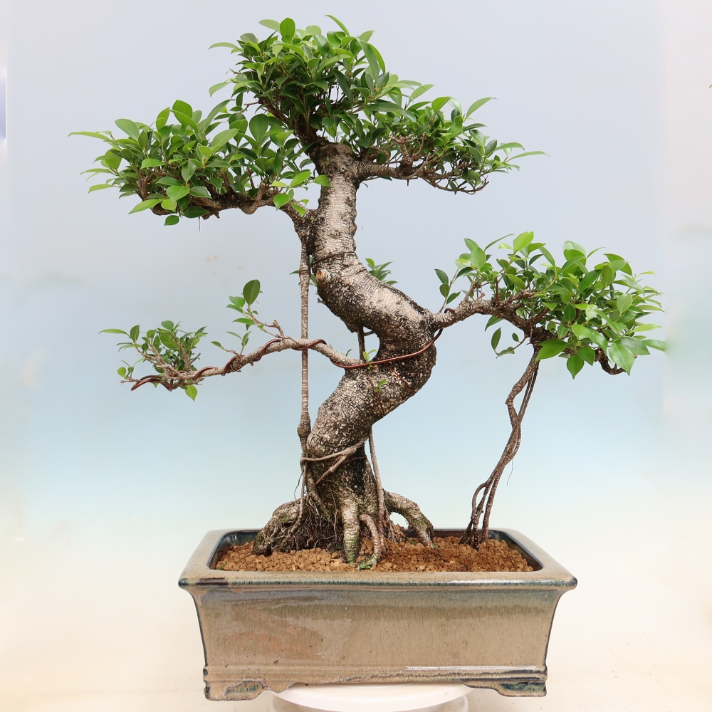 Camera bonsai - Ficus kimmen - ficus a foglie piccole