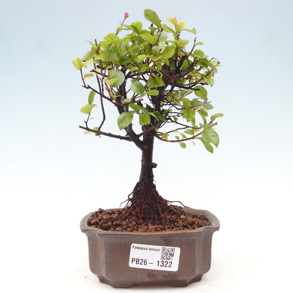 Camera bonsai - Sageretia thea - Sageretia thea