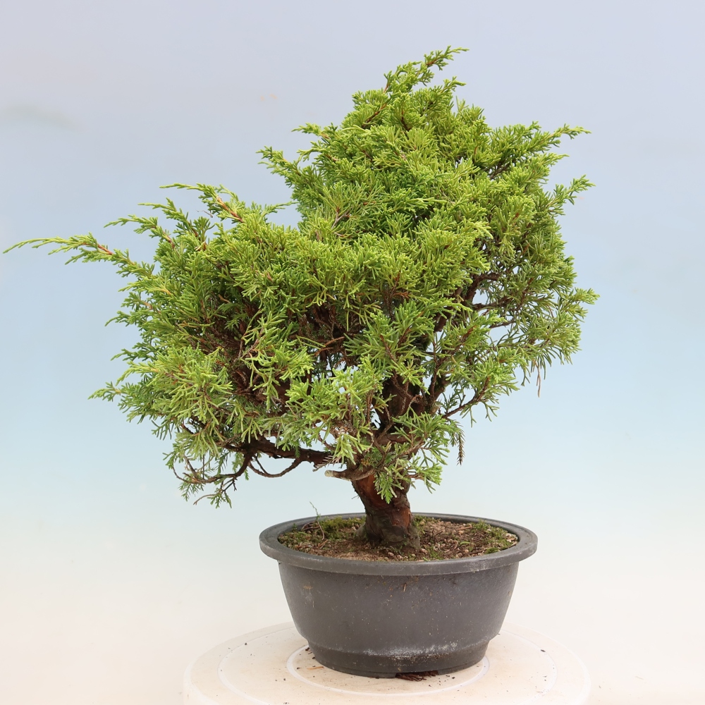 Bonsai da esterno - Juniperus chinensis Itoigawa-Juniperus chinensis