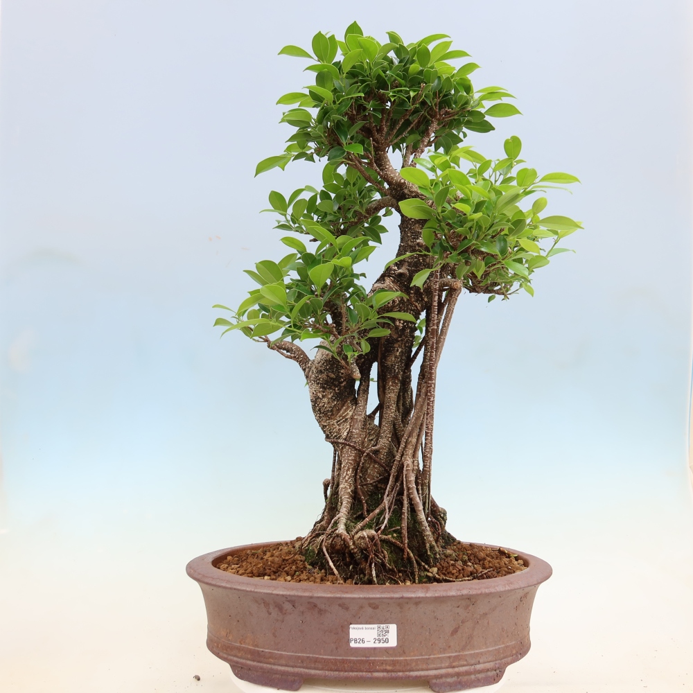 Camera bonsai - Ficus kimmen - ficus a foglie piccole