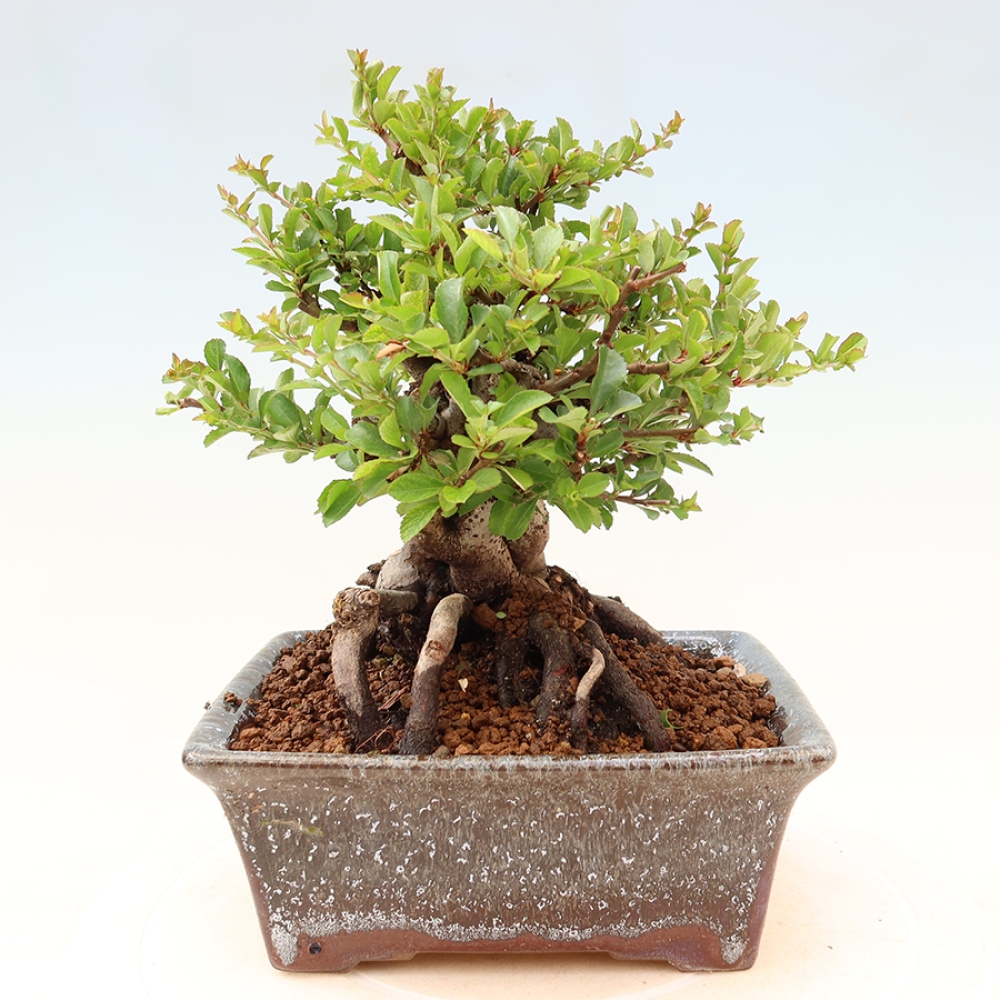 Bonsai da esterno - Chaneomeles speciosa Chojubai