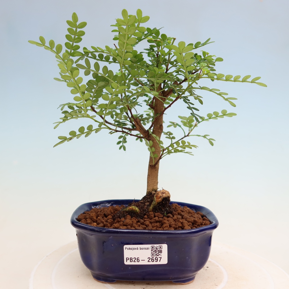 Camera bonsai - Zantoxylum piperitum - albero del pepe