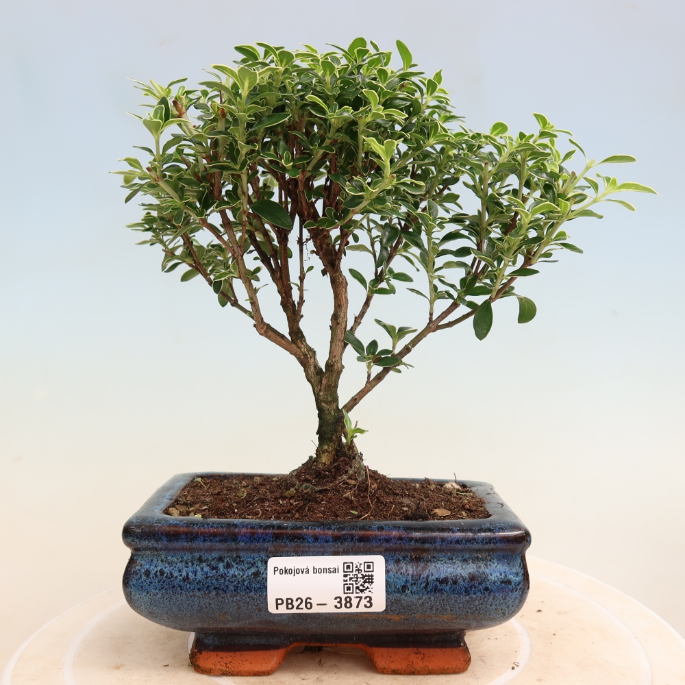 Camera bonsai - Serissa foetida Variegata - Albero delle mille stelle
