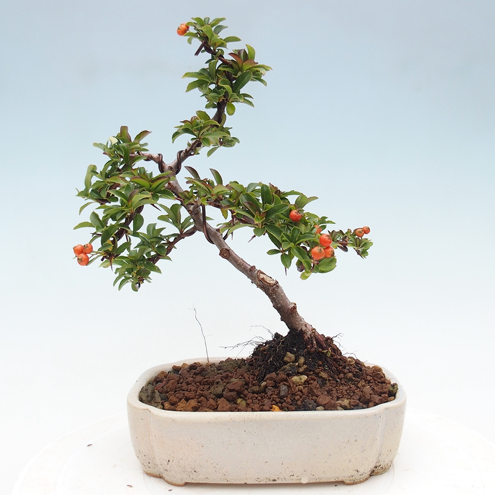 Bonsai da esterno-Pyracantha Teton -Hlox
