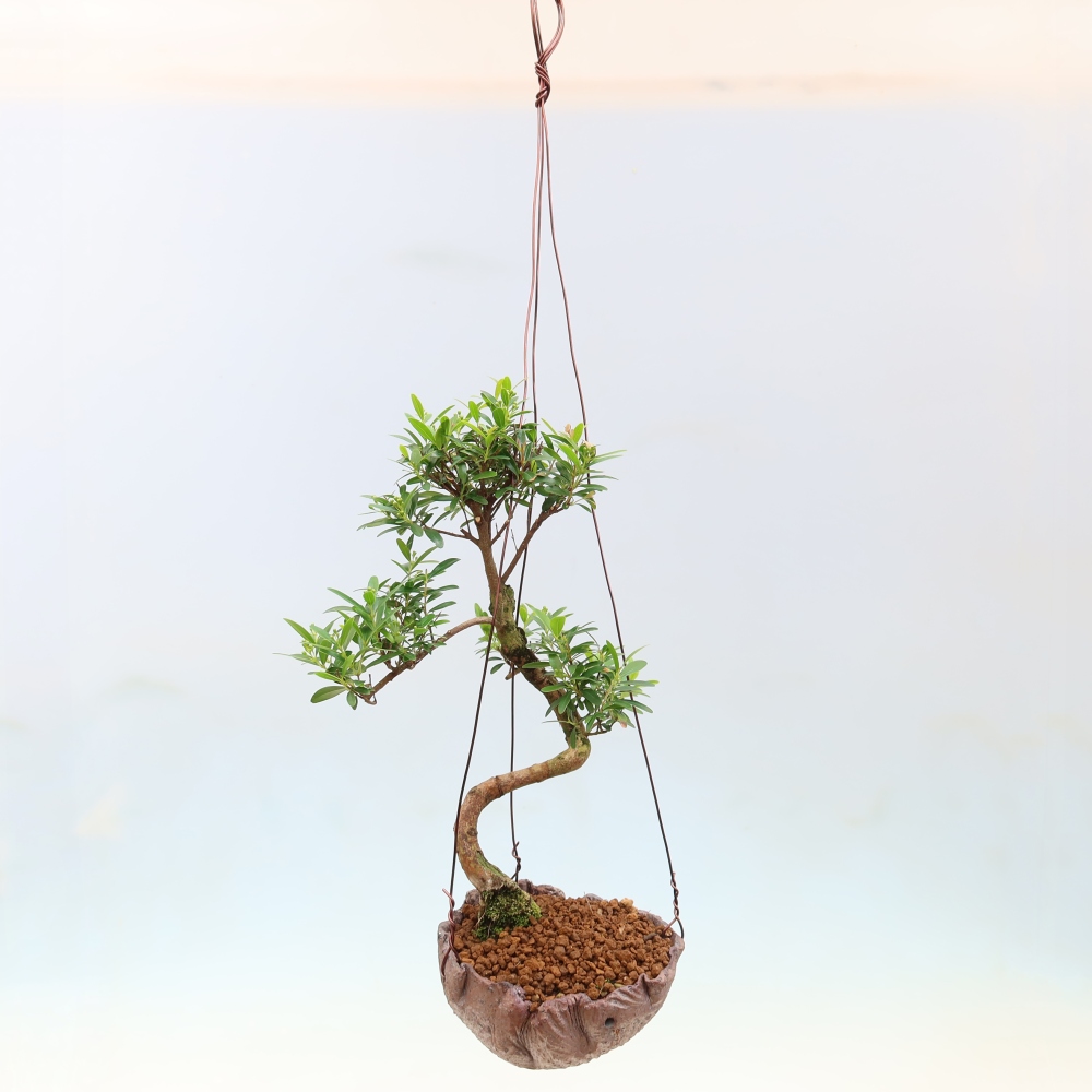Kokedama in ceramica -Syzygium - Albero del pimento