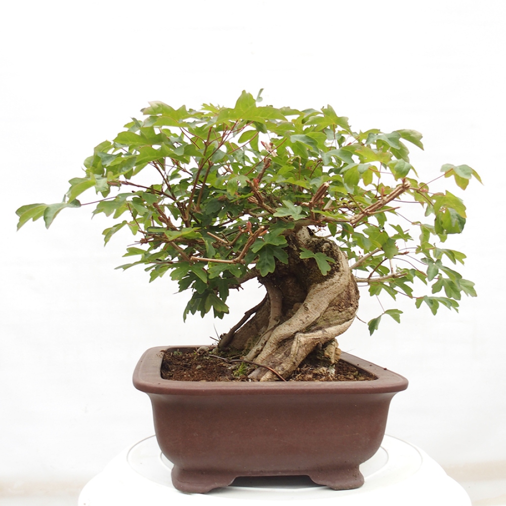 Bonsai da esterno -Javor babyka - Acer campestre
