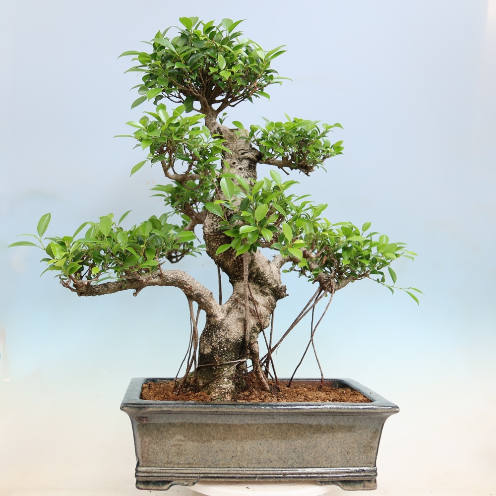 Camera bonsai - Ficus kimmen - ficus a foglie piccole