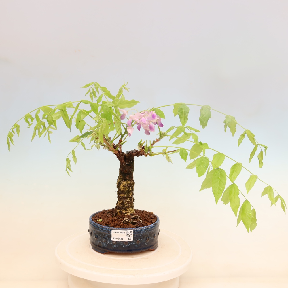 Bonsai da esterno - Glicine floribunda