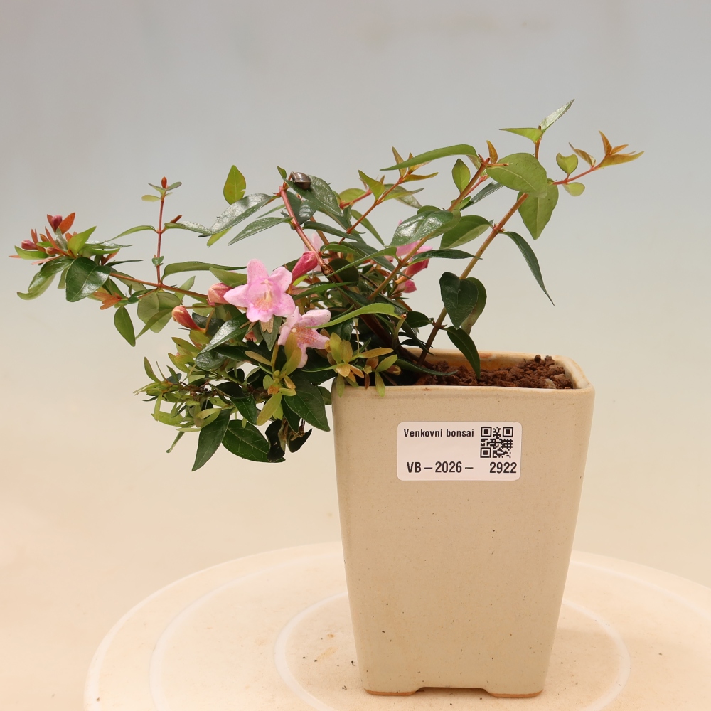 Bonsai da esterno - Abelia Edward Goucher - Abelia a fiore grande