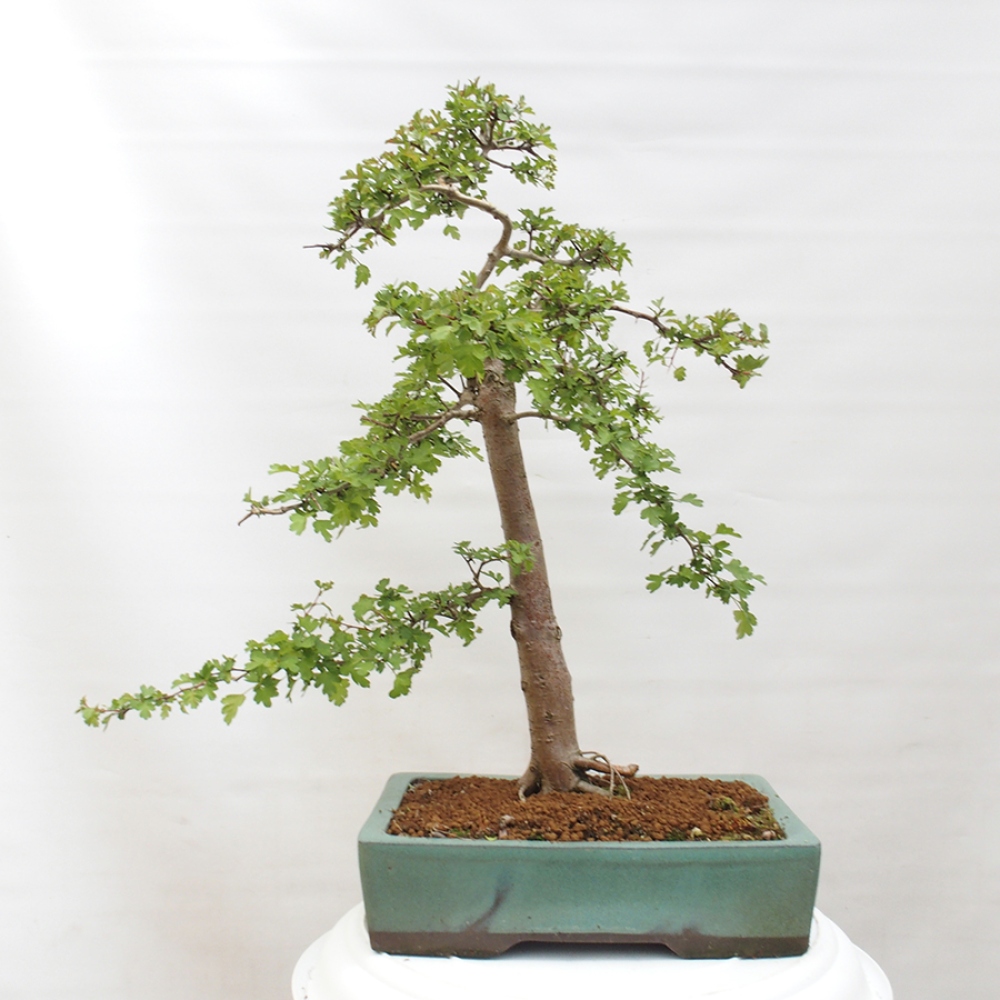 Bonsai da esterno - Biancospino - Crataegus monogyna