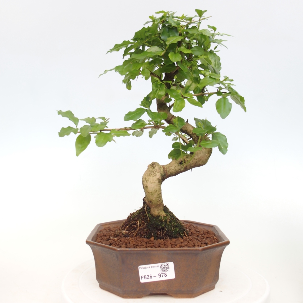 Camera bonsai -Ligustrum chinensis - Becco d'uccello