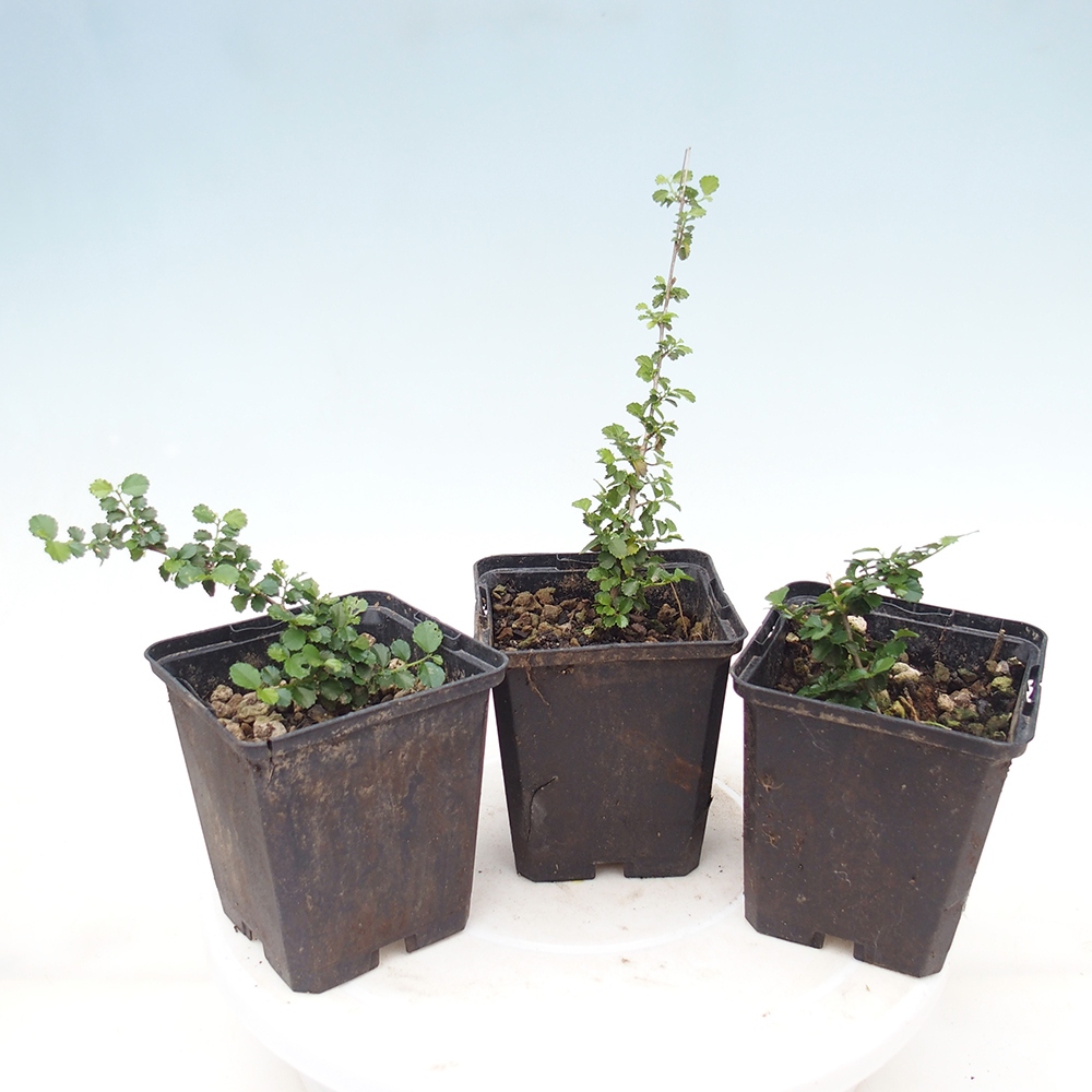 Camera bonsai - Grewia sp. - Grewia a foglie piccole in contenitore