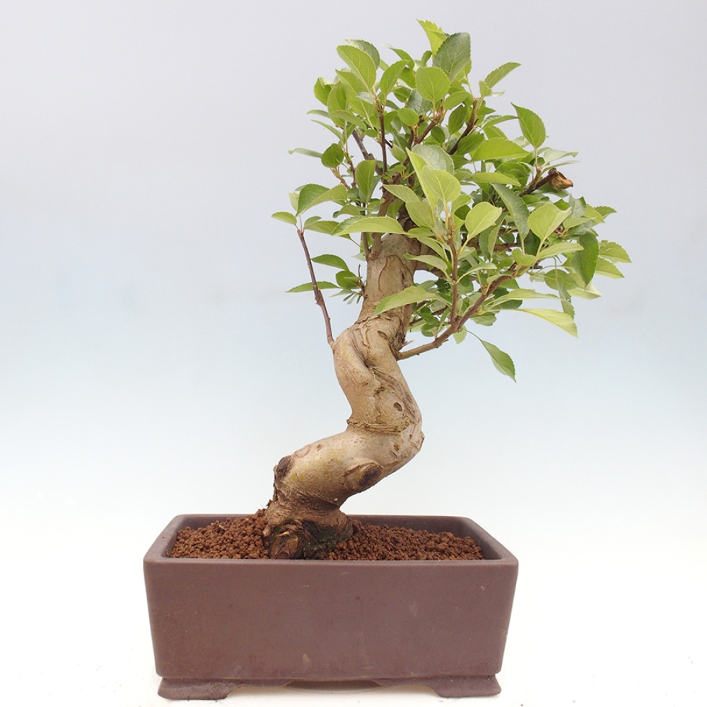 Bonsai da esterno -Malus halliana - Melo a frutto piccolo