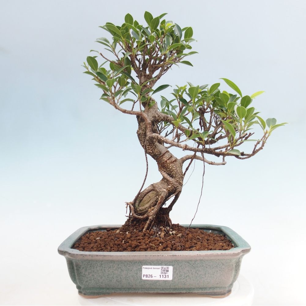 Camera bonsai - Ficus kimmen - ficus a foglie piccole
