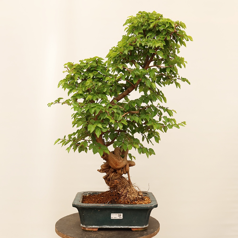 Bonsai da esterno -Carpinus Coreana - Carpino coreano