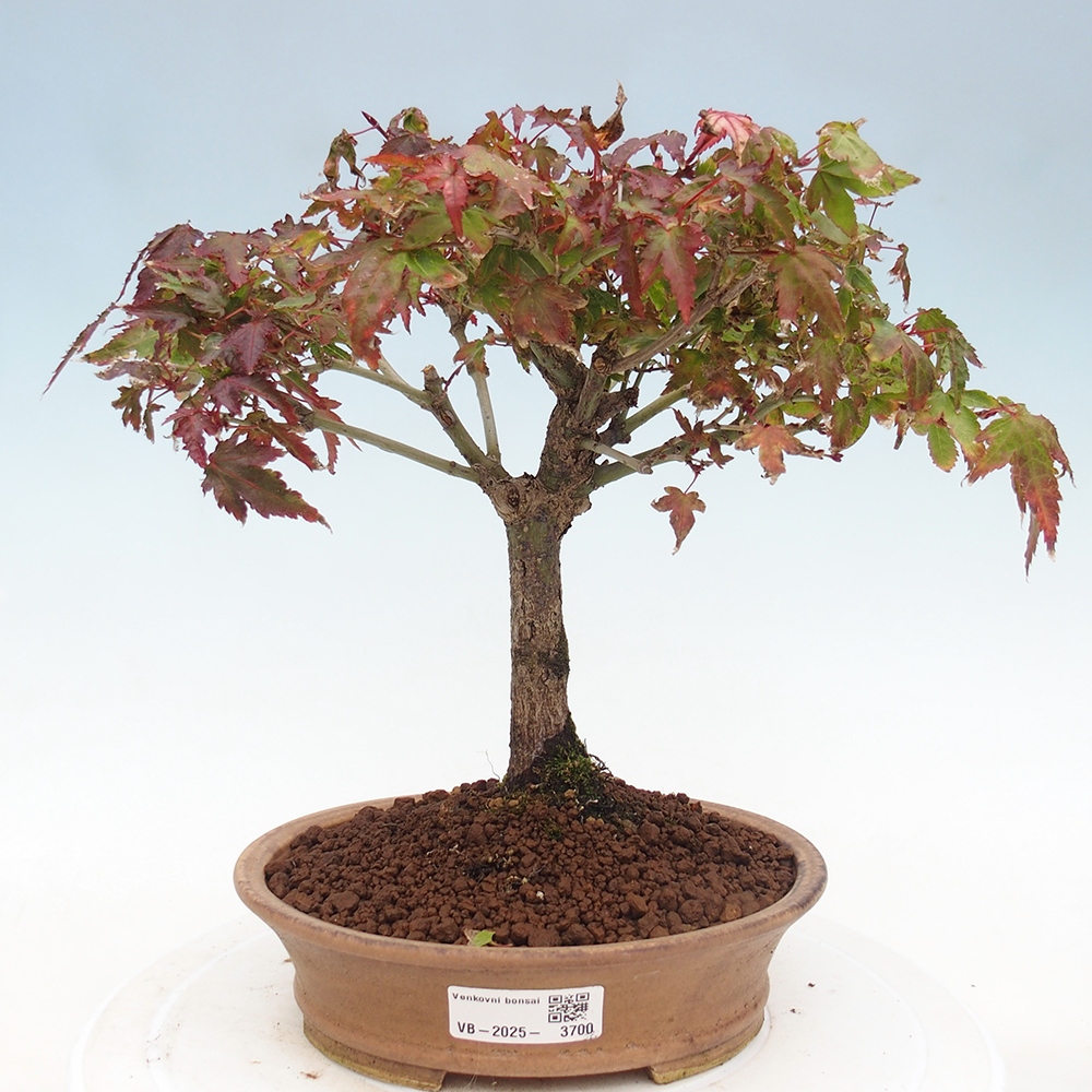 Acer palmatum KIOHIME - Acero palmato