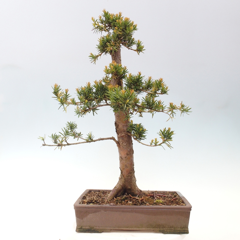 Bonsai da esterno - Taxus cuspidata - Tasso giapponese