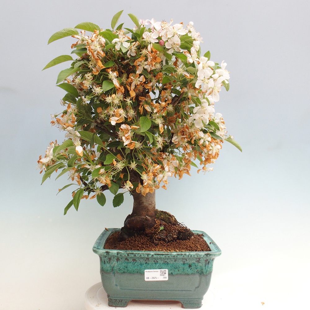 Bonsai da esterno -Malus halliana - Melo a frutto piccolo