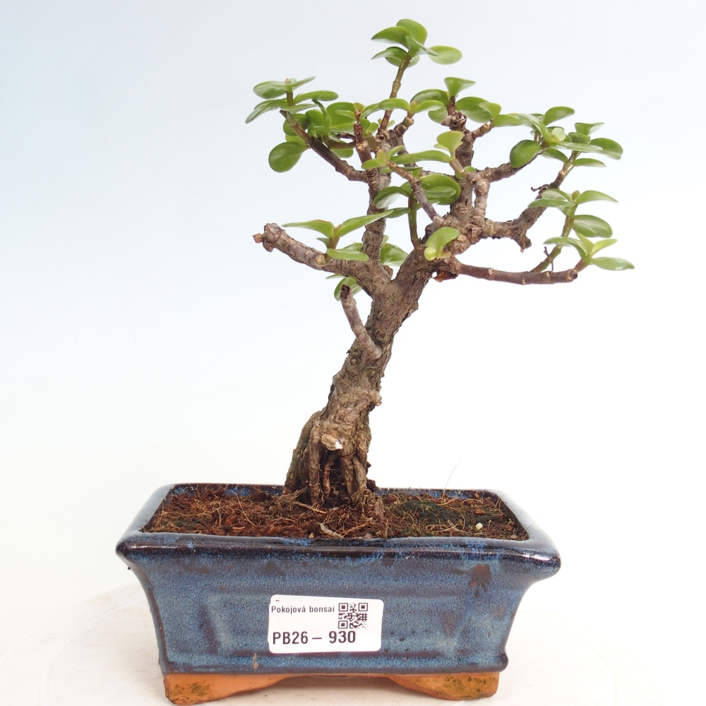 Camera bonsai - Portulakaria Afra - Tlustice