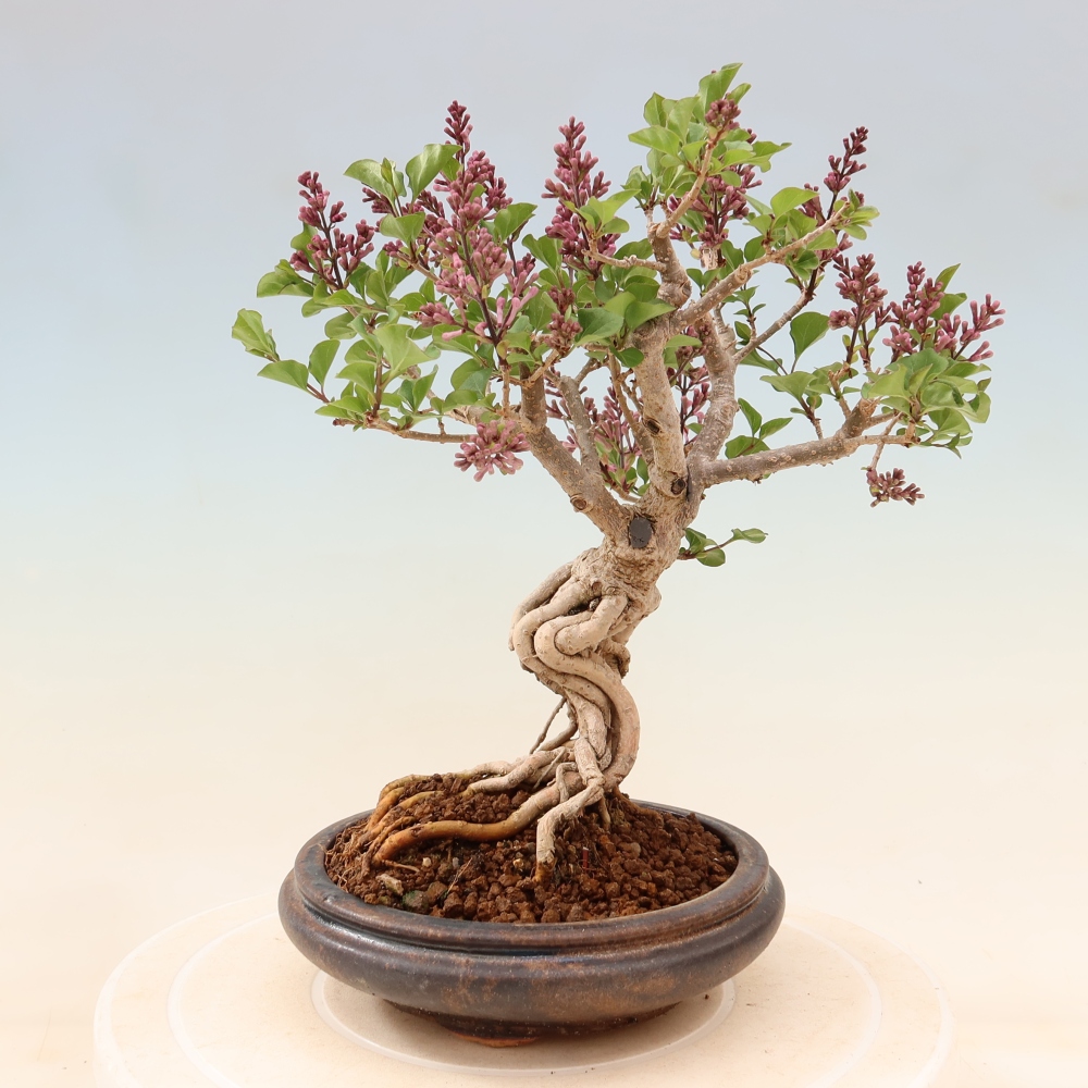 Bonsai da esterno - Syringa microphylla - lillà a fiore piccolo