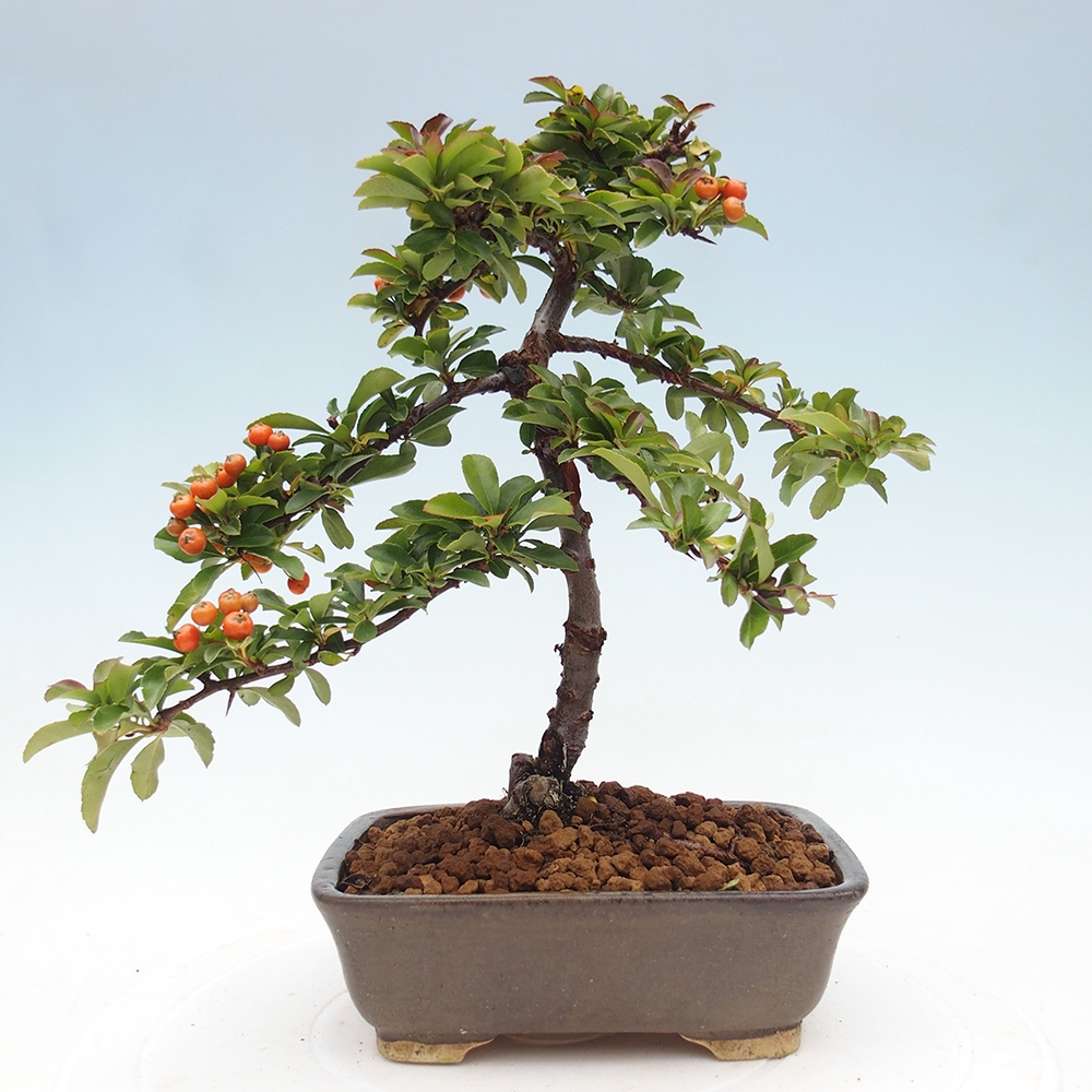 Bonsai da esterno-Pyracantha Teton -Hlox