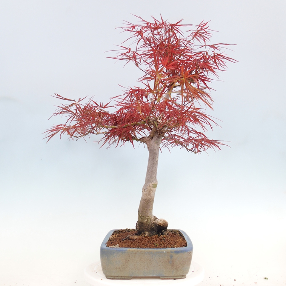 Bonsai da esterno - Acer palmatum RED PYGMY