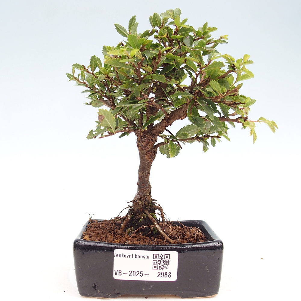 Bonsai da esterno - Ulmus parvifolia Sagei - Olmo a foglie piccole