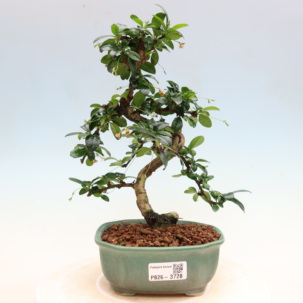 Camera bonsai - Carmona macrophylla - Tea fuki