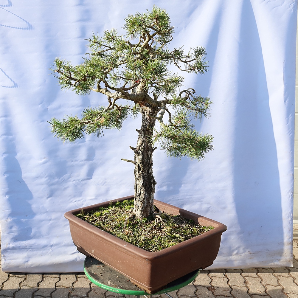Pinus sylvestris Spagna - pino silvestre