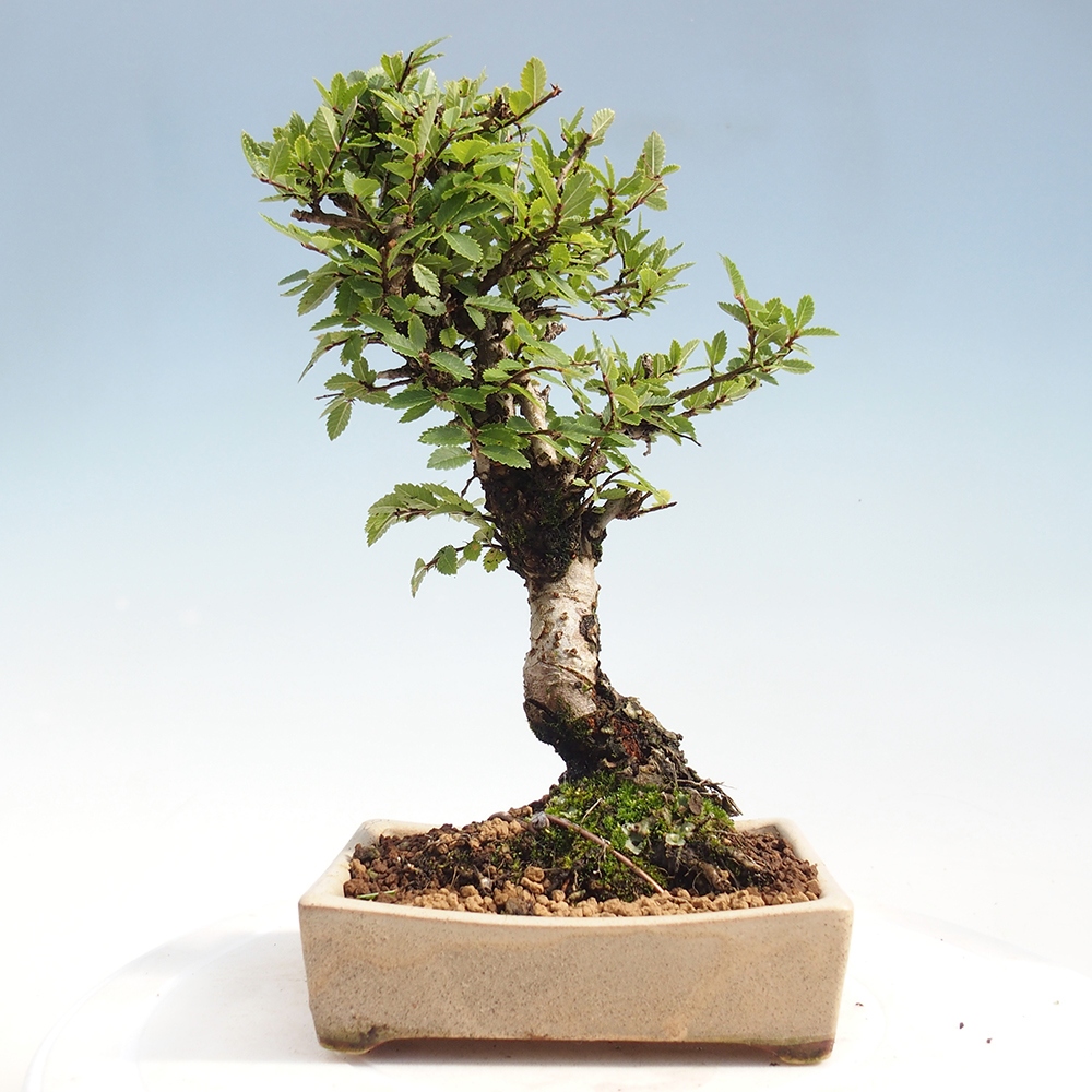 Bonsai da esterno - Zelkova - Zelkova NIRE