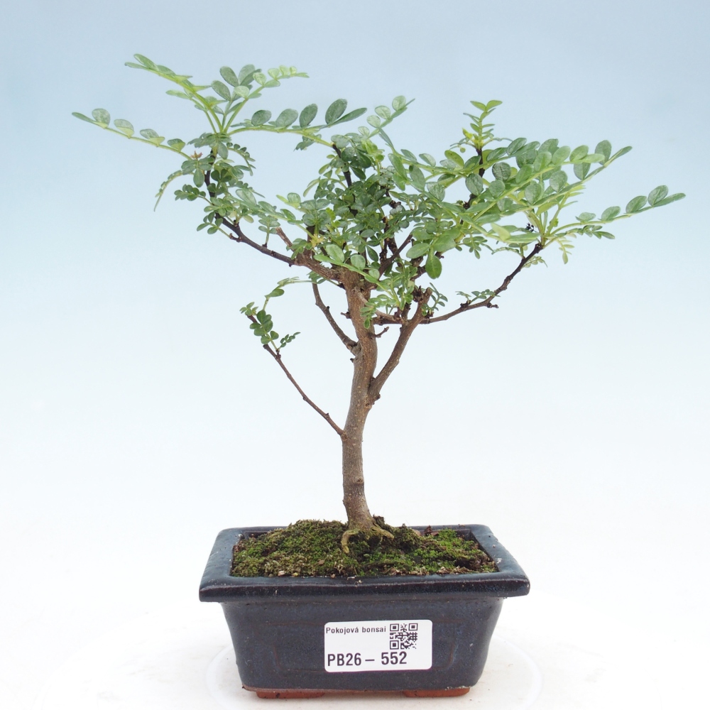 Camera bonsai - Zantoxylum piperitum - albero del pepe