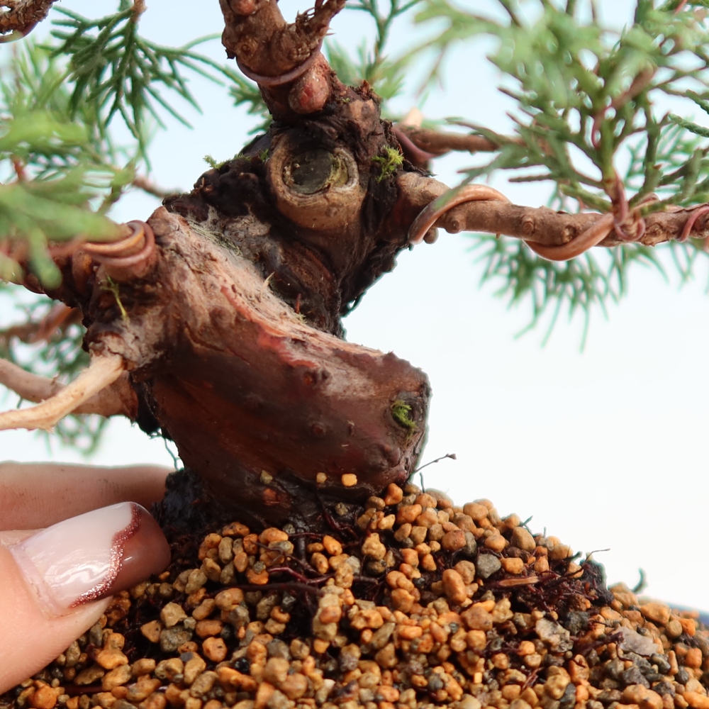 Bonsai da esterno - Juniperus chinensis Itoigawa