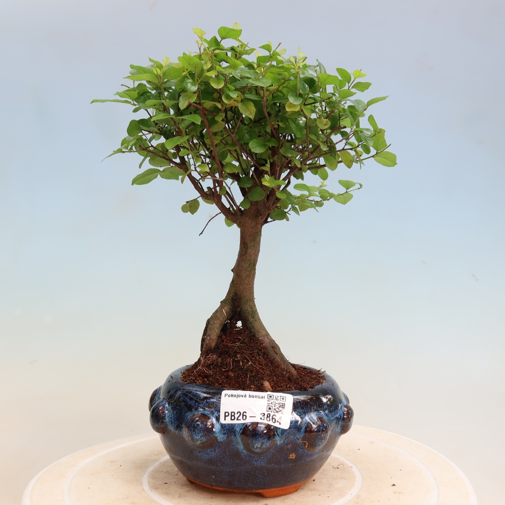 Camera bonsai - Sageretia thea - Sageretia thea