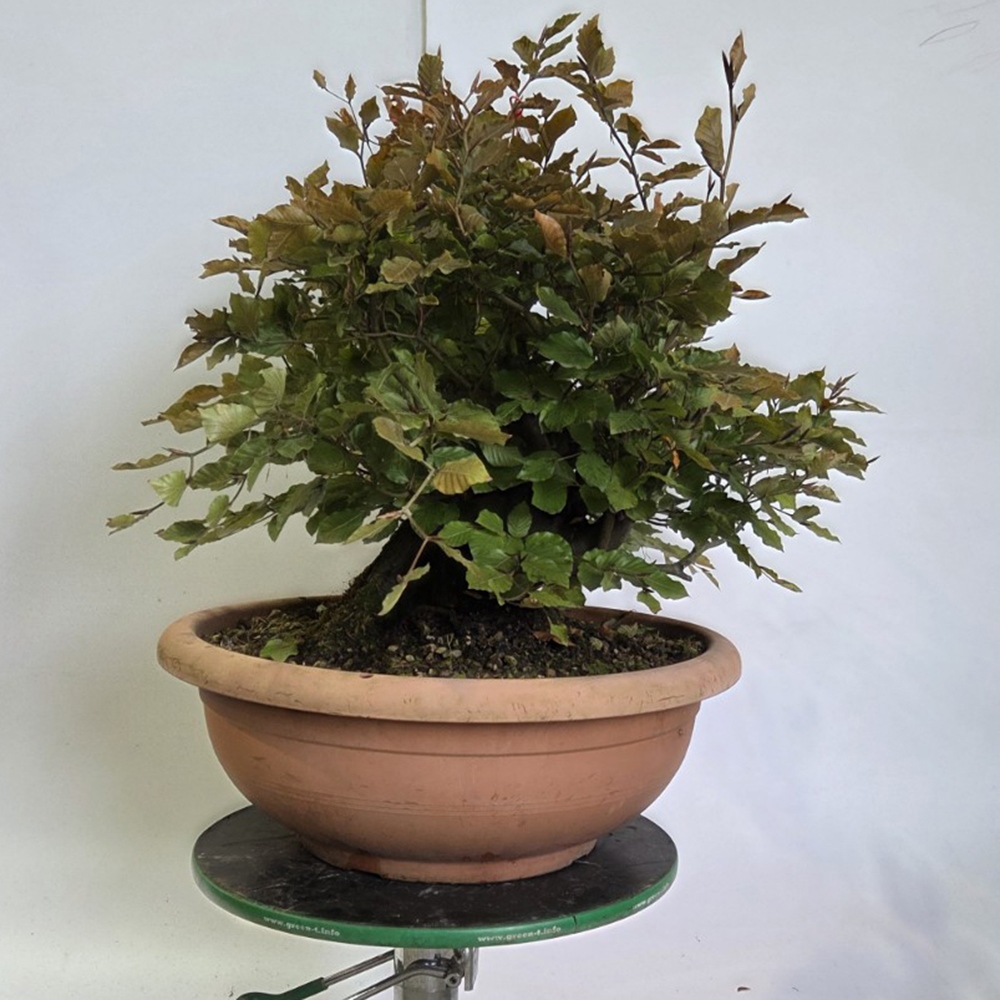 Bonsai da esterno-Fagus sylvatica