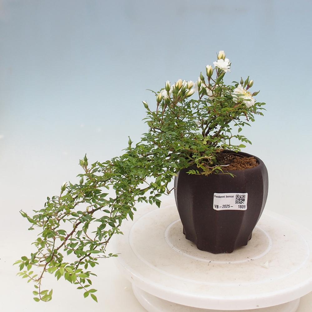 Bonsai da esterno - Rosa Sea Foam - rosa