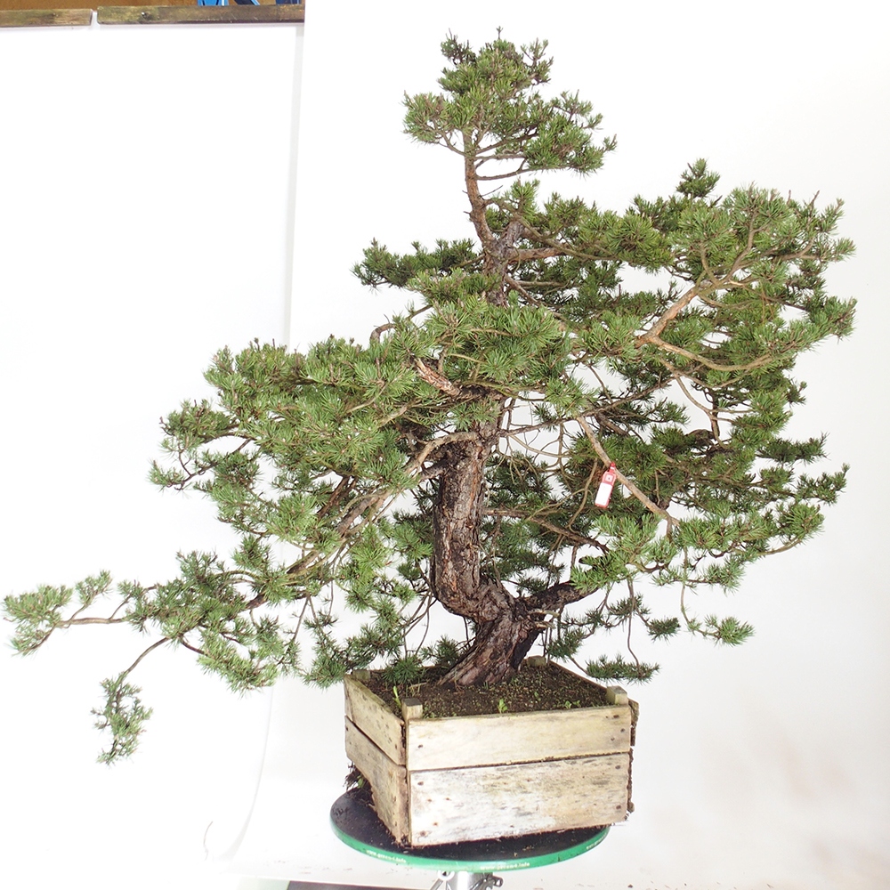 Yamadori - Pinus sylvestris Spagna