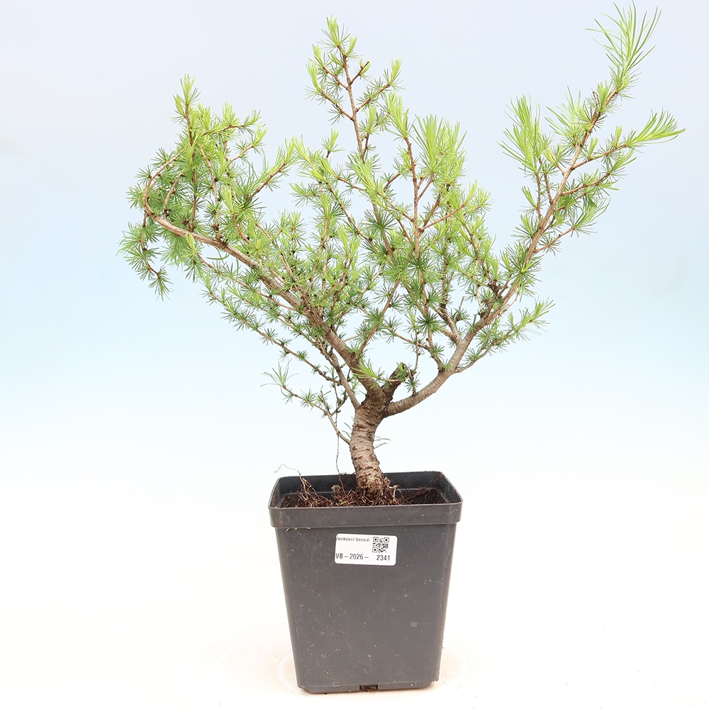 Bonsai da esterno -Larix decidua - Larice
