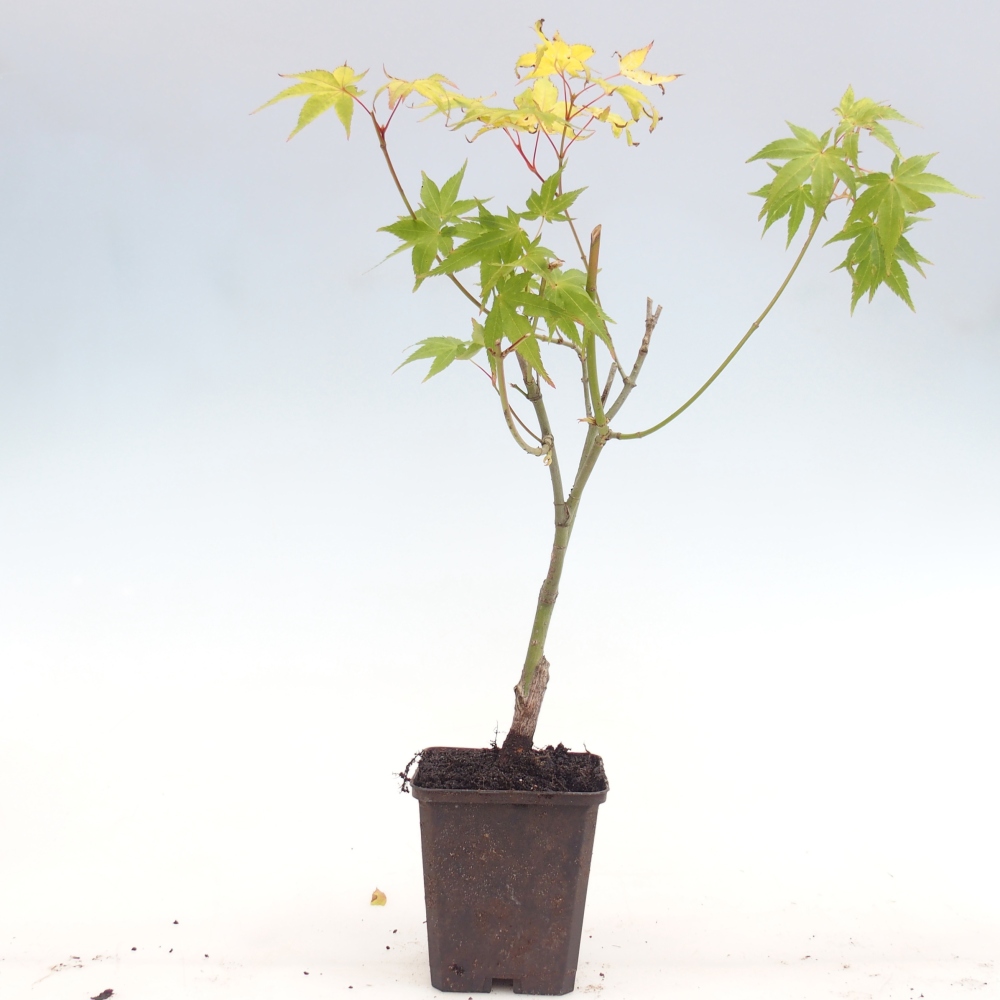 Bonsai da esterno - Palma d'oro Javor - Acer palmatum Aureum in contenitore