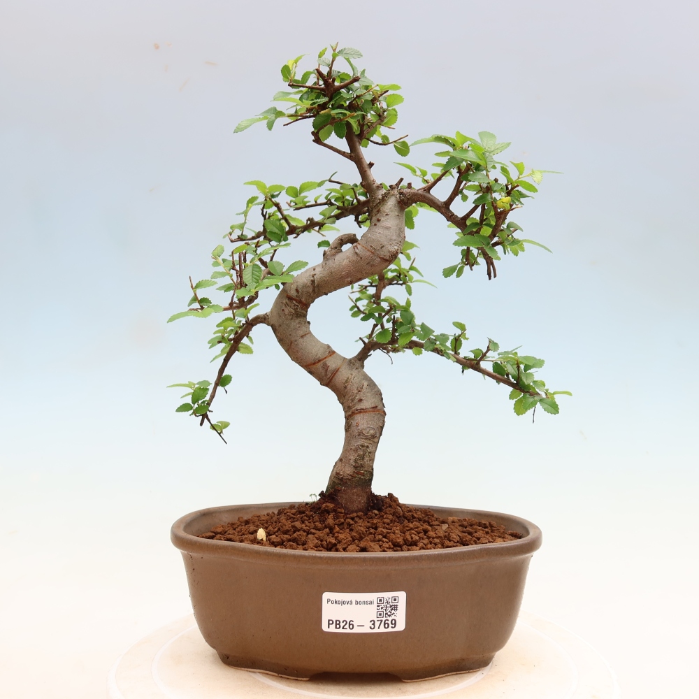 Camera bonsai - Ulmus parvifolia - Olmo a foglie piccole