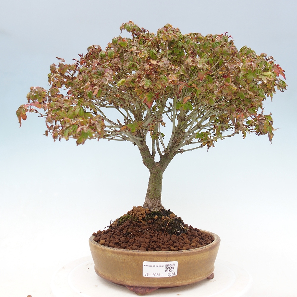 Acer palmatum KIOHIME - Acero palmato
