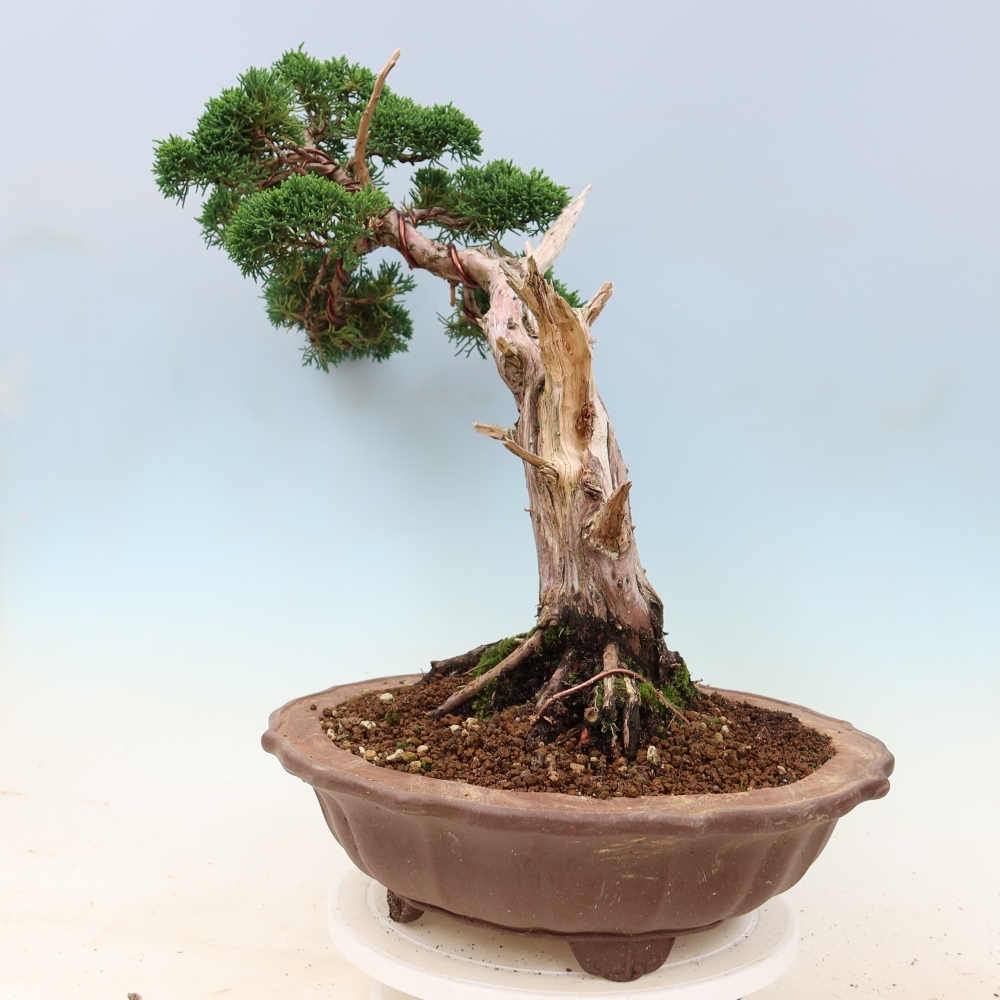 Bonsai da esterno - Juniperus chinensis Kishu