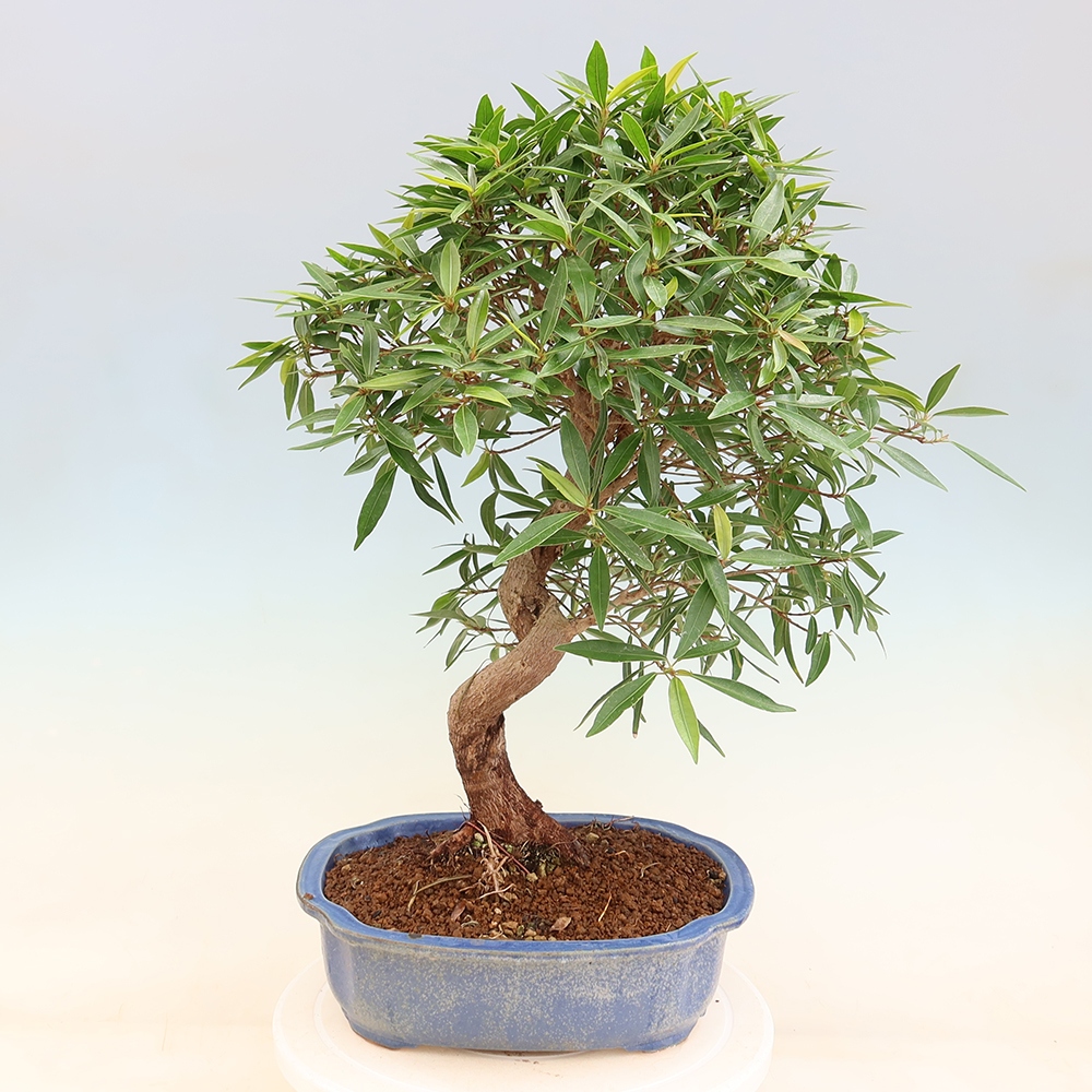 Camera bonsai - Ficus nerifolia - ficus a foglie piccole