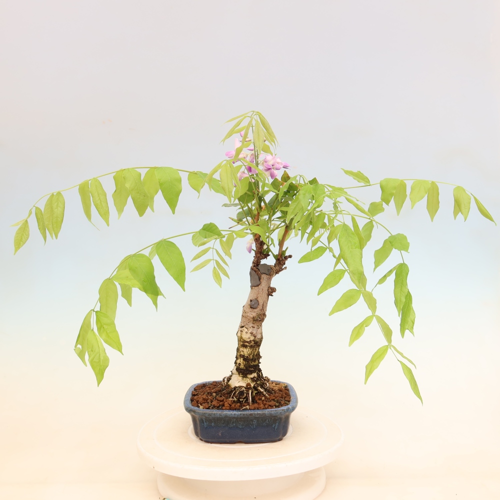 Bonsai da esterno - Glicine floribunda