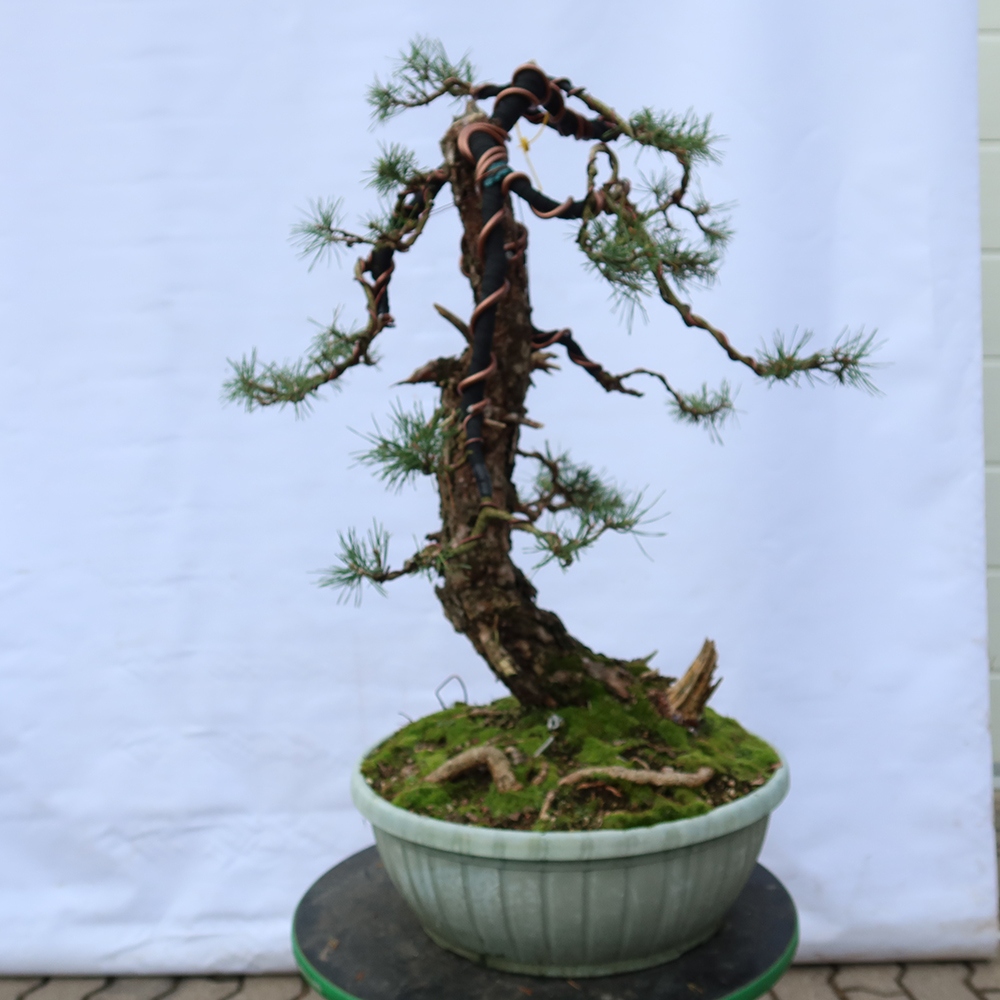 Pinus sylvestris Spagna - pino silvestre