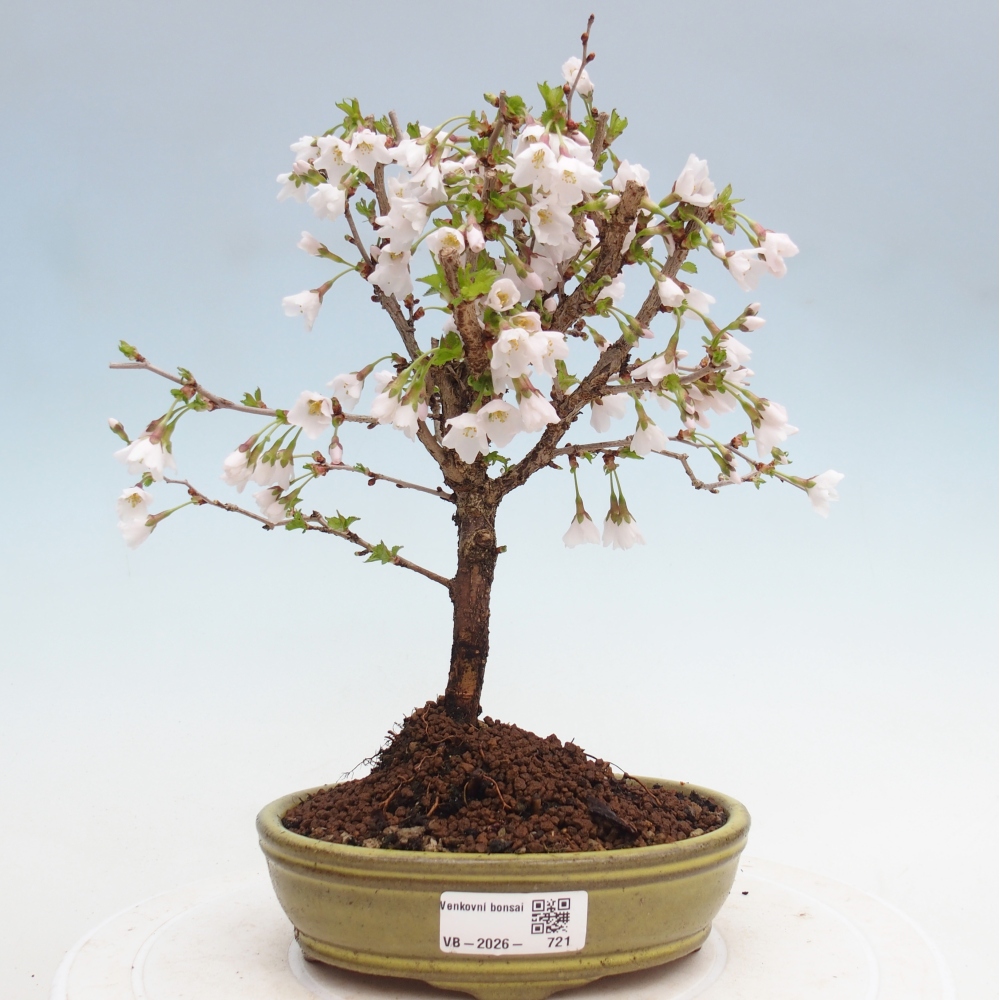 Bonsai da esterno - Prunus incisa Kojou-no mai-Plivon ritagliato
