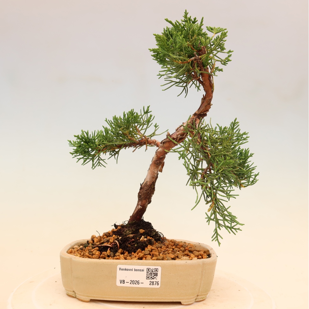 Bonsai da esterno - Juniperus chinensis Kishu