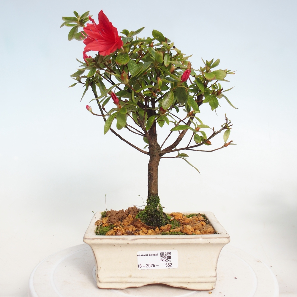 Bonsai da esterno - Azalea giapponese - Azalea sp.