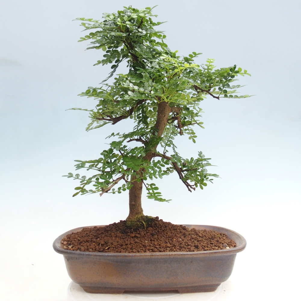 Camera bonsai - Zantoxylum piperitum - albero del pepe