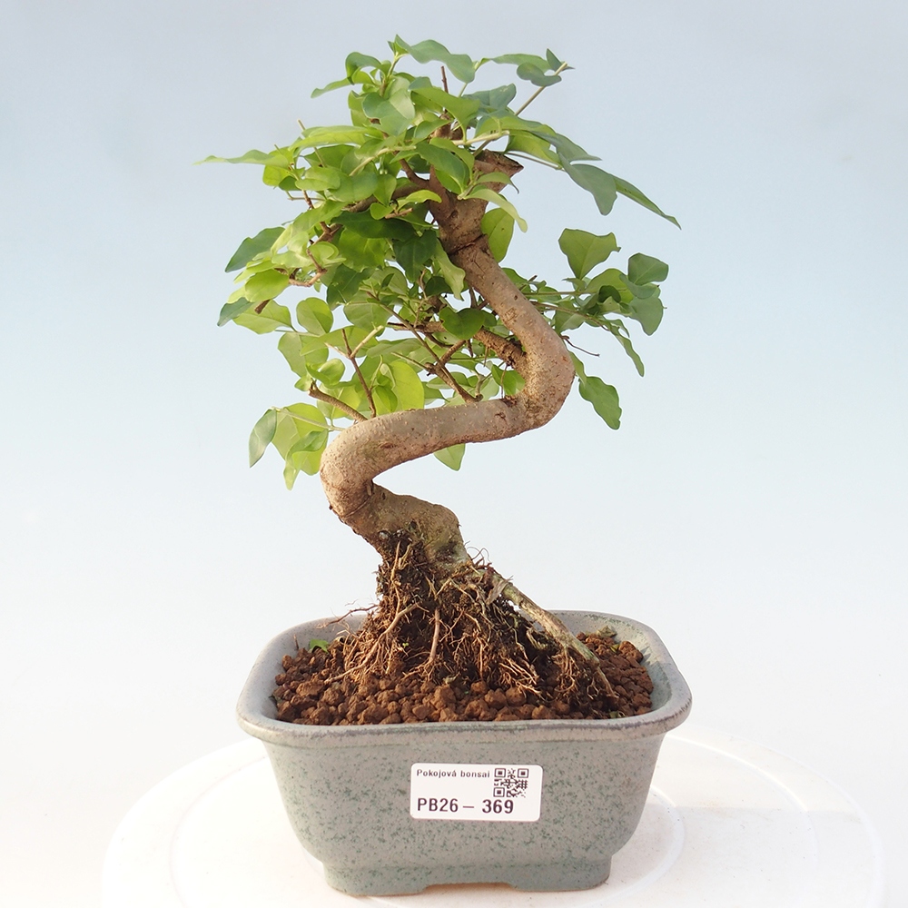 Camera bonsai -Ligustrum chinensis - Becco d'uccello