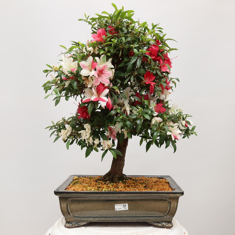 Bonsai da esterno - Azalea giapponese - Azalea satsuki